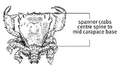 Diagram showing how to measure a spanner crab.
