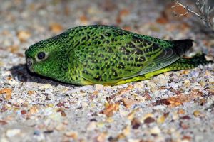 Photo close up of night parrot 
