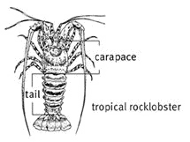 Diagram showing how to measure a tropical rock lobster.