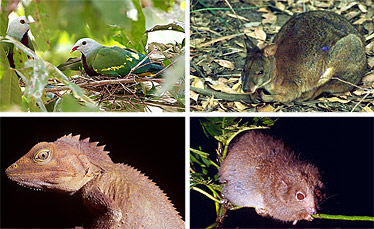 Some animal species associated with rainforest in Queensland - wompoo fruit-dove, red-necked pademelon, southern angle-headed dragon and the Herbert river ringtail possum.