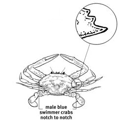 Diagram showing how to measure a blue swimmer crab.