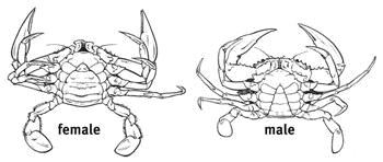 Diagram showing the difference between male and female crab anatomy.