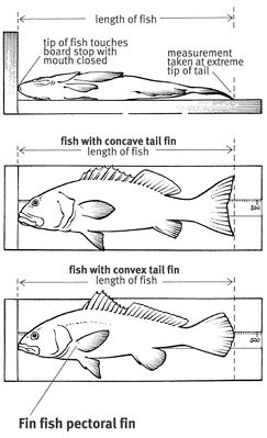 Diagram showing how to measure fish.