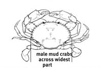 Diagram showing how to measure a mud crab.