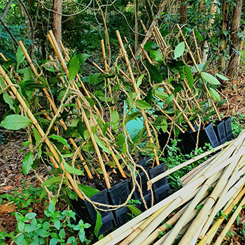 Native birdwing butterfly vines. 