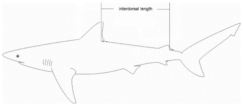 Diagram showing how to measure a shark.